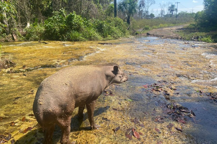 Foto De volta à natureza: anta reabilitada é solta, em Novo Progresso (PA)